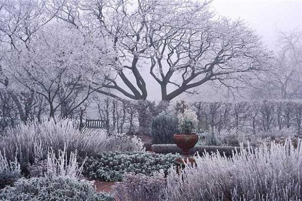 Rooted Wisdom – August Gardening Guide