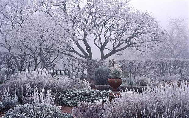 Rooted Wisdom – August Gardening Guide