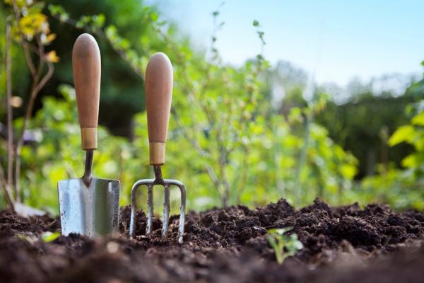 Rooted Wisdom – July Gardening Guide